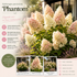 Hortensie 'Phantom' - Hydrangea Paniculata Phantom