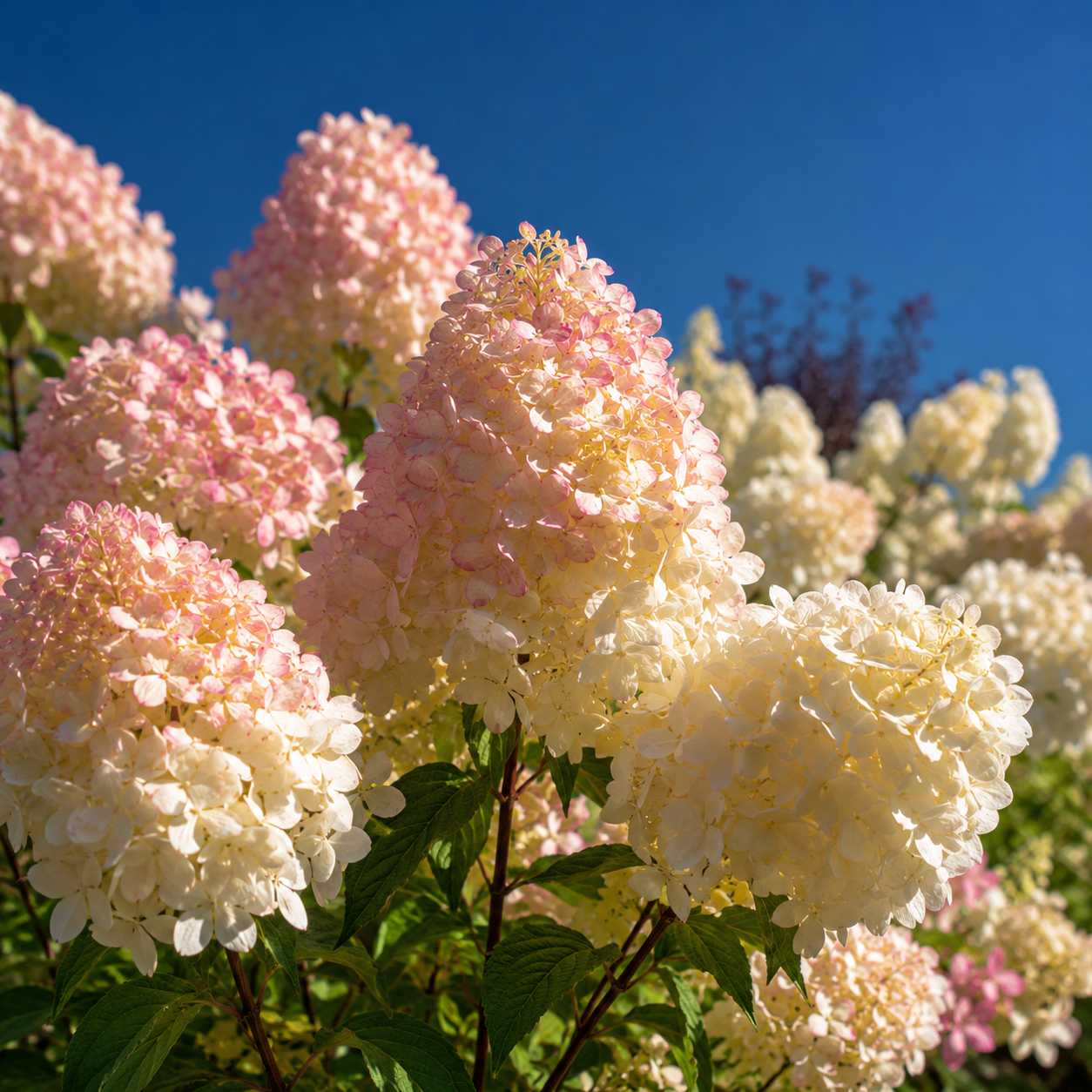 Hortensie 'Phantom' - Hydrangea Paniculata Phantom