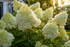 Hortensia Grandiflora - Hydrangea Paniculata Grandiflora