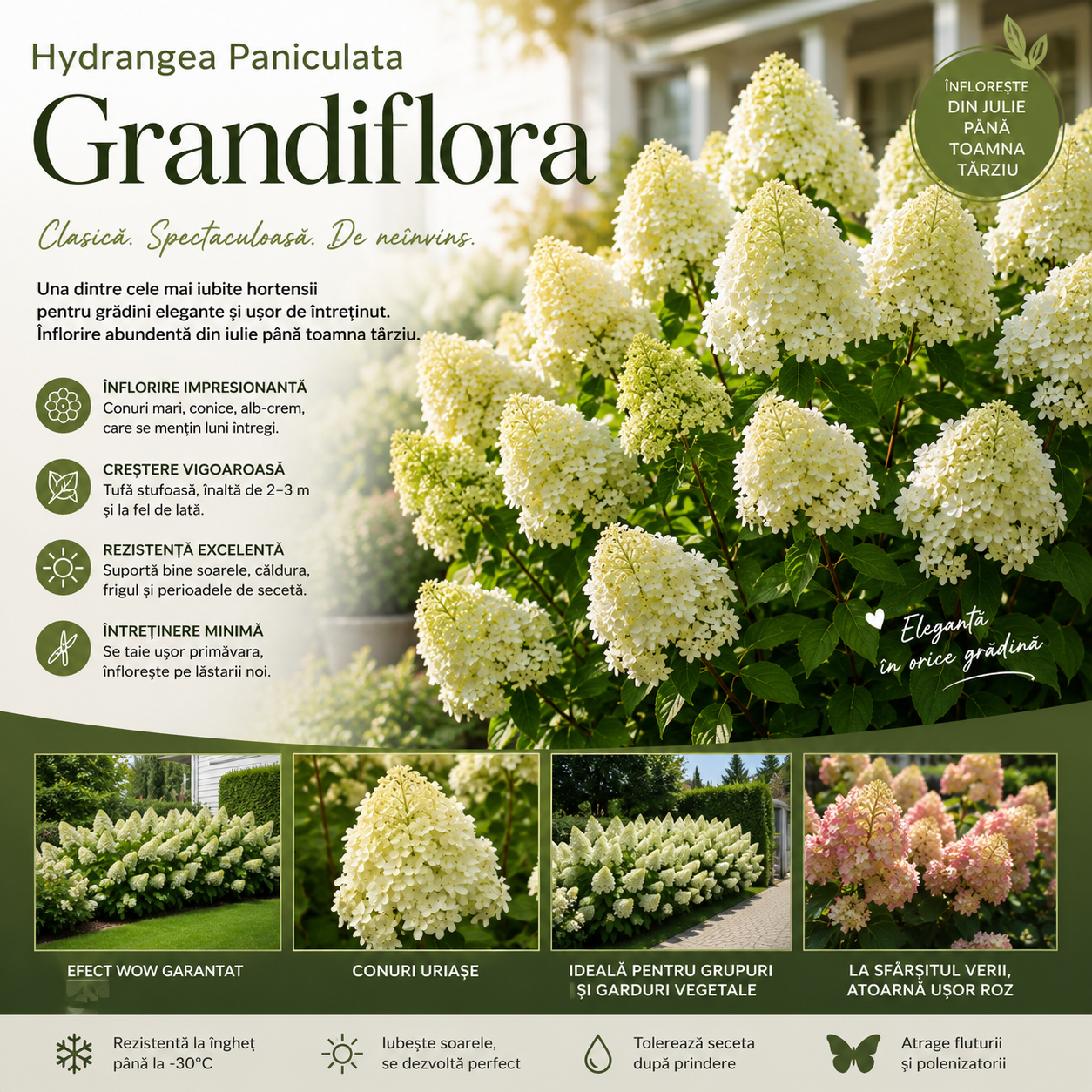 Hortensia Grandiflora - Hydrangea Paniculata Grandiflora