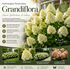 Hortensia Grandiflora - Hydrangea Paniculata Grandiflora
