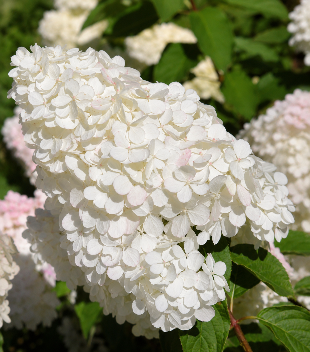 Hortensia Grandiflora - Hydrangea Paniculata Grandiflora