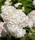 Hortensia Grandiflora - Hydrangea Paniculata Grandiflora