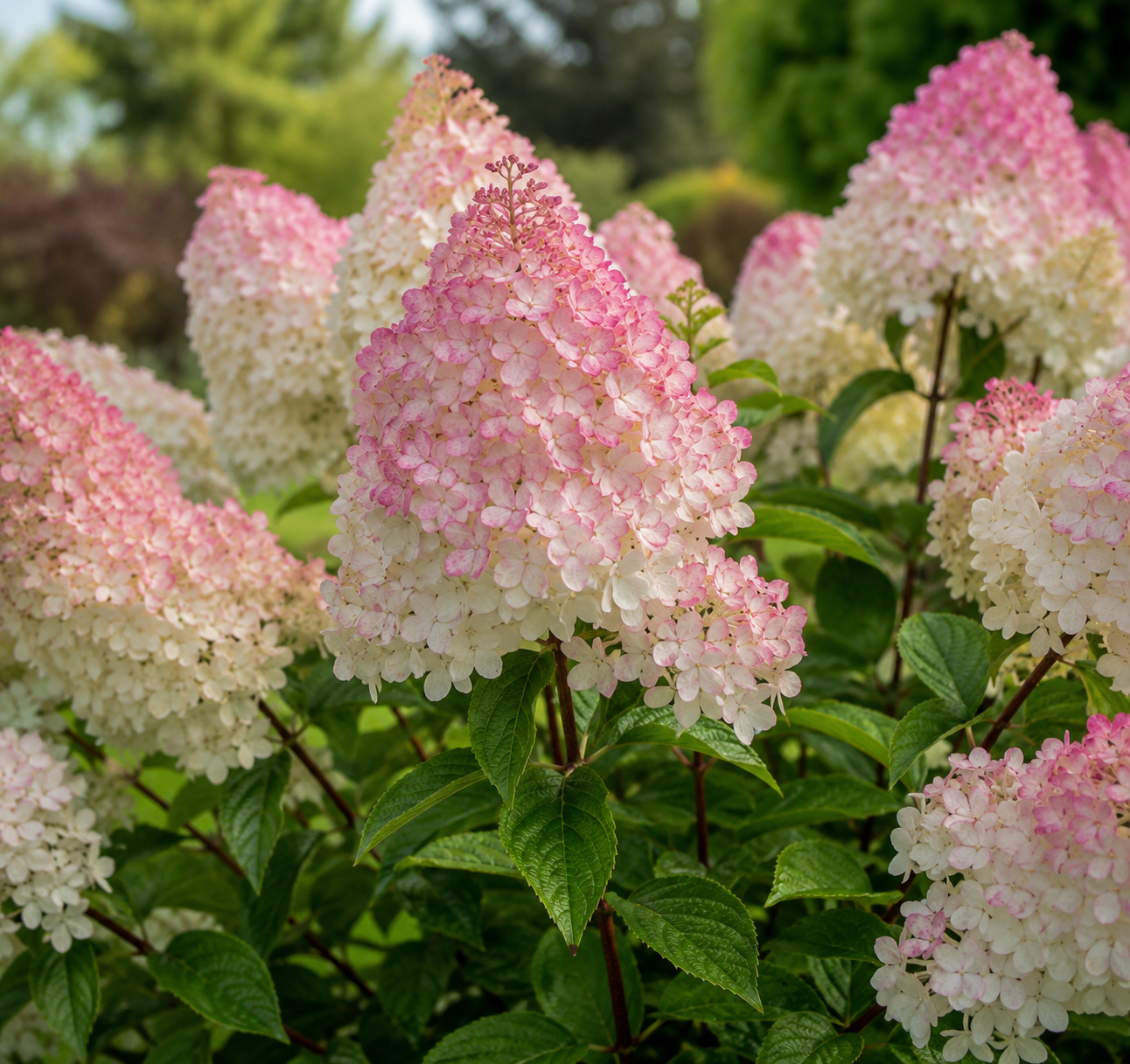 Hortensie 'Pink Lady' - Hydrangea Paniculata Pink Lady