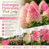Hortensie 'Pink Lady' - Hydrangea Paniculata Pink Lady