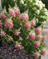 Hortensie 'Pink Lady' - Hydrangea Paniculata Pink Lady