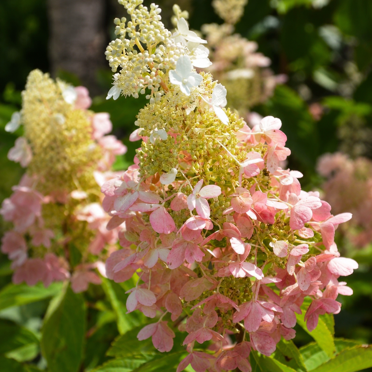 Hortensie 'Pink Lady' - Hydrangea Paniculata Pink Lady