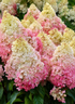 Hortensie 'Pink Lady' - Hydrangea Paniculata Pink Lady