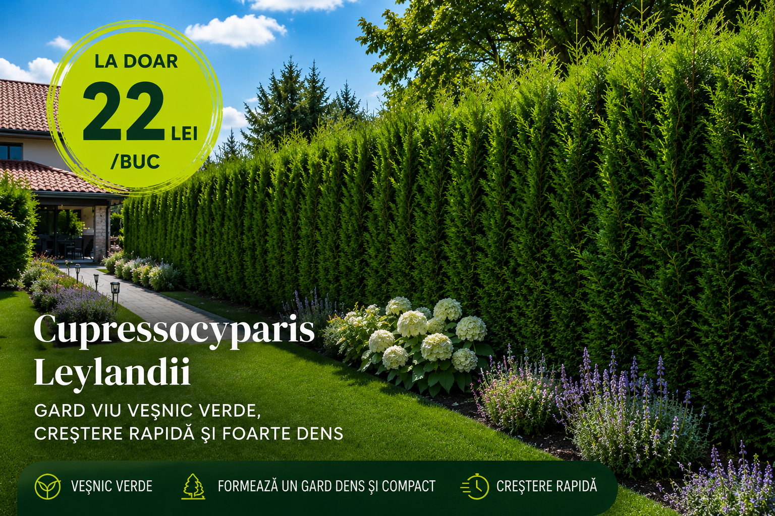 Gard viu Chiparos Leyland - Cupressocyparis Leylandii (60-80 cm sau 100-110 cm înălțime)
