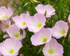 Oenothera Speciosa Siskiyou - Luminița Nopții