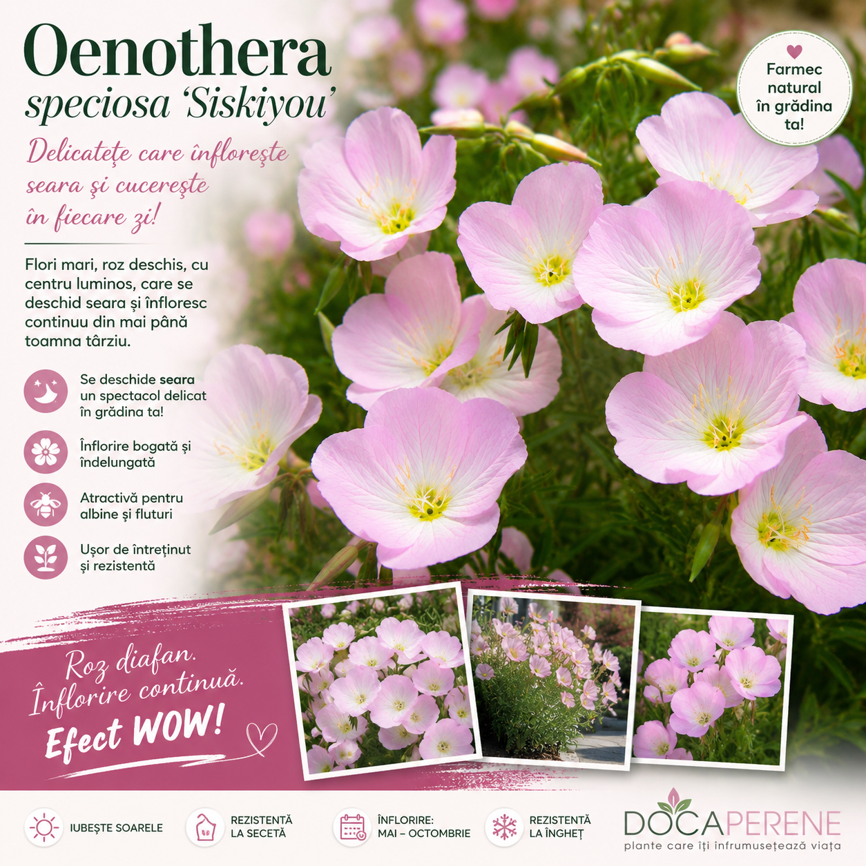 Oenothera Speciosa Siskiyou - Luminița Nopții