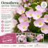 Oenothera Speciosa Siskiyou - Luminița Nopții