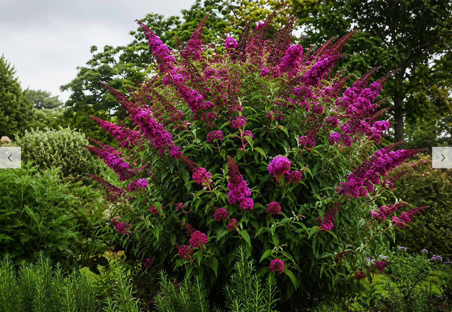 Liliac de vară roz intens - Buddleja davidii 'Royal Red'