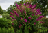 Liliac de vară roz intens - Buddleja davidii 'Royal Red'