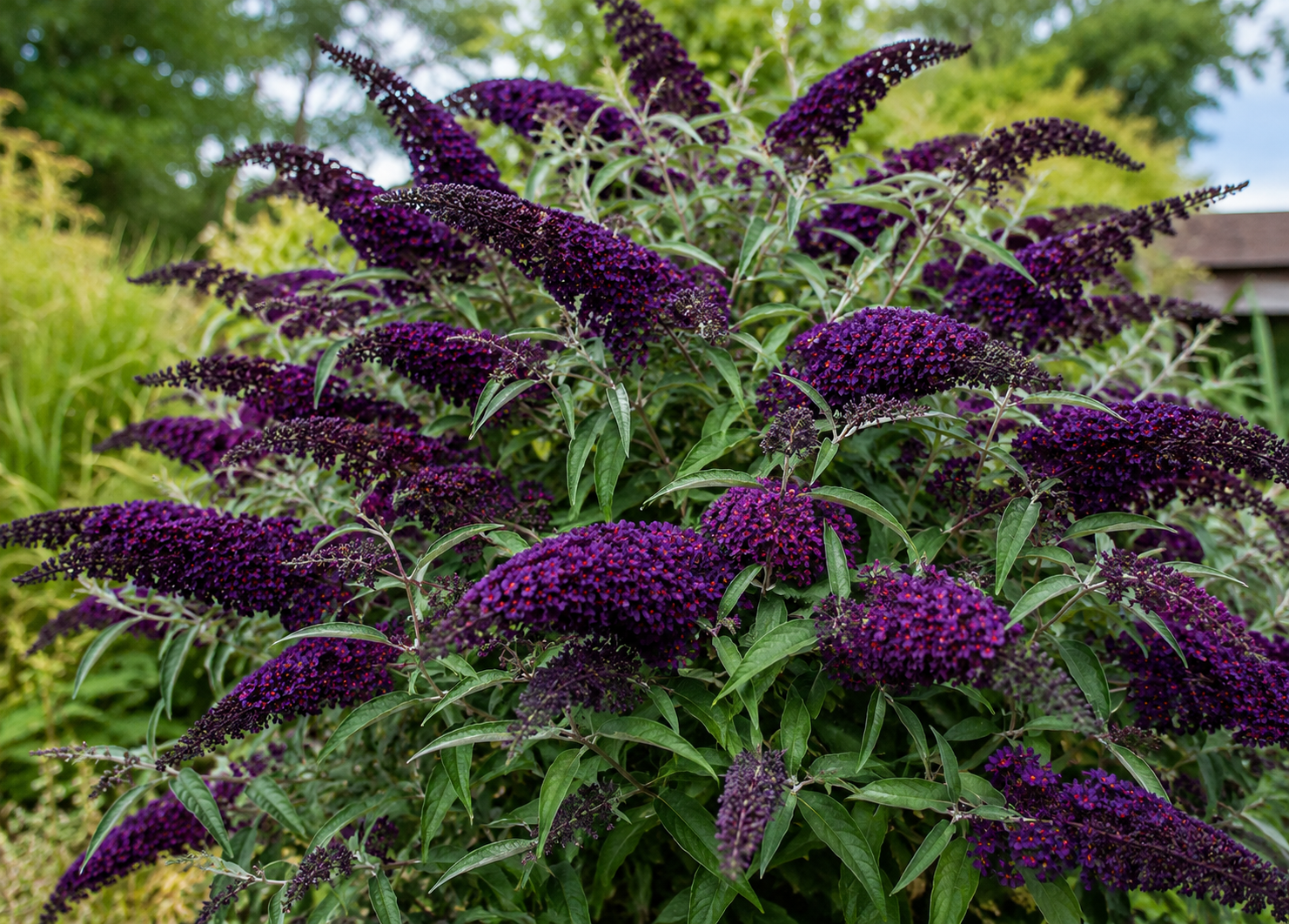 Liliac de vară violet - Buddleja davidii Black Knight