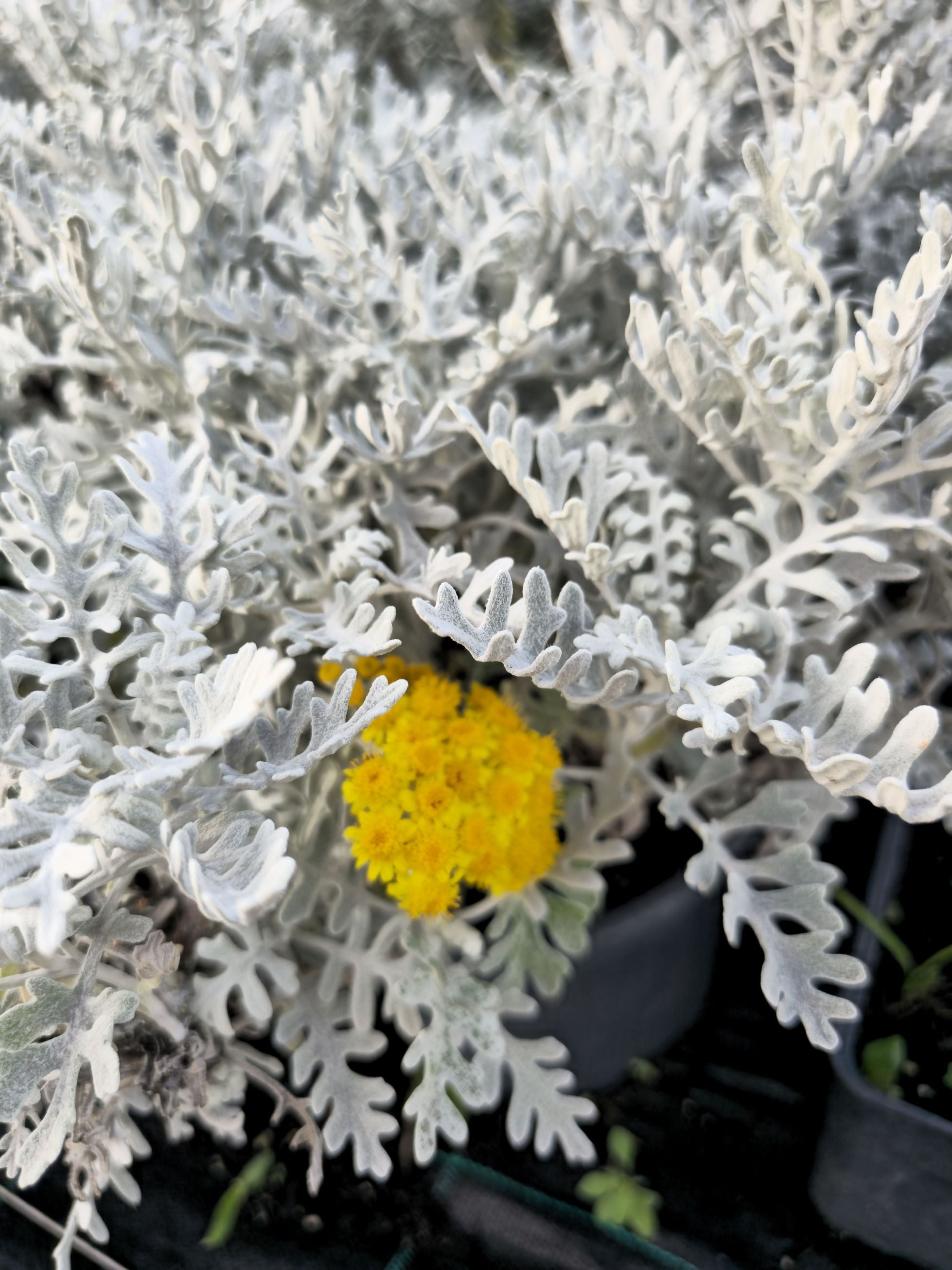 Cineraria Maritima 'Silver Dust'