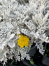 Cineraria Maritima 'Silver Dust'