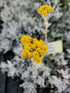 Cineraria Maritima 'Silver Dust'