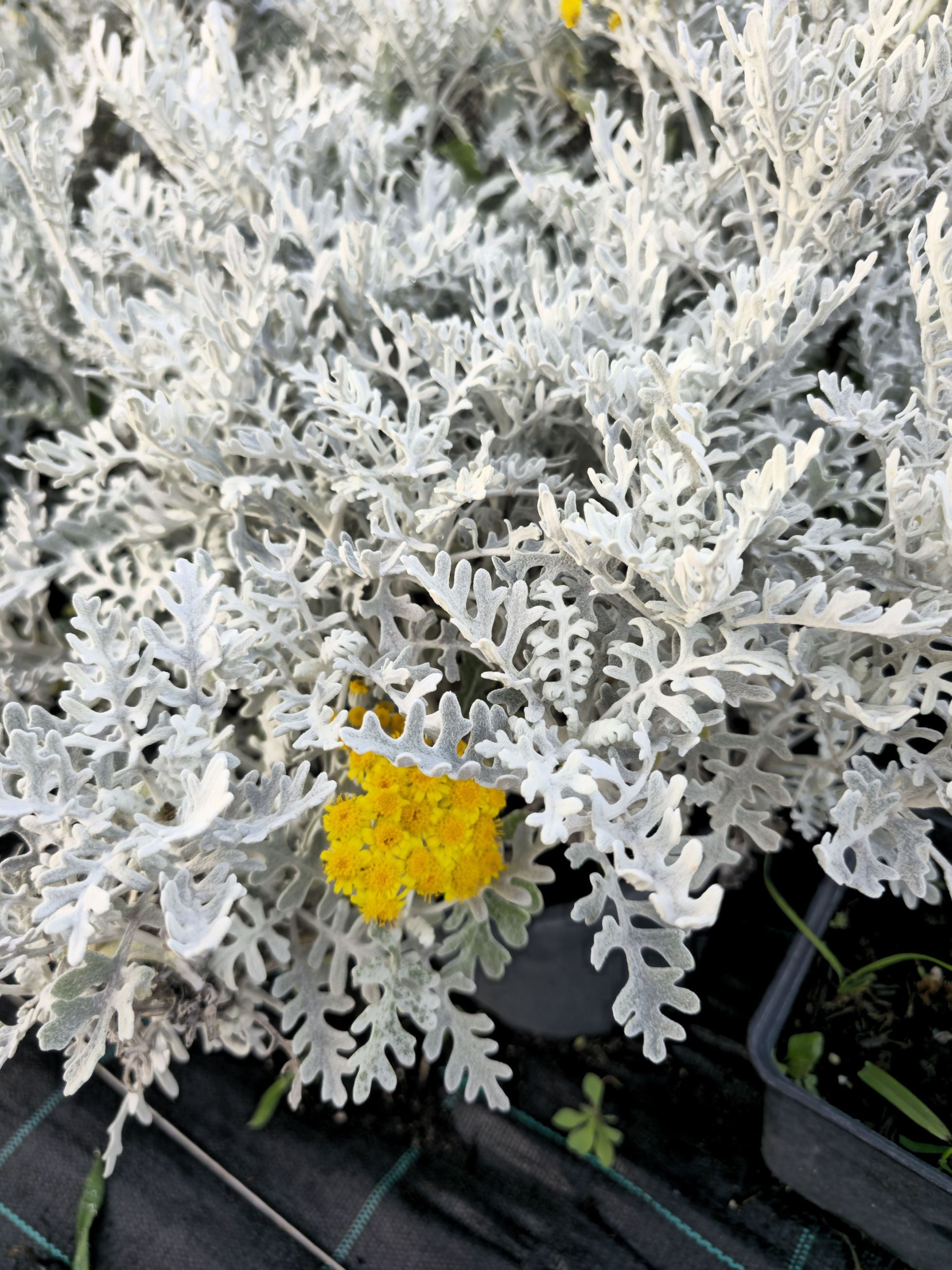 Cineraria Maritima 'Silver Dust'