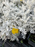 Cineraria Maritima 'Silver Dust'