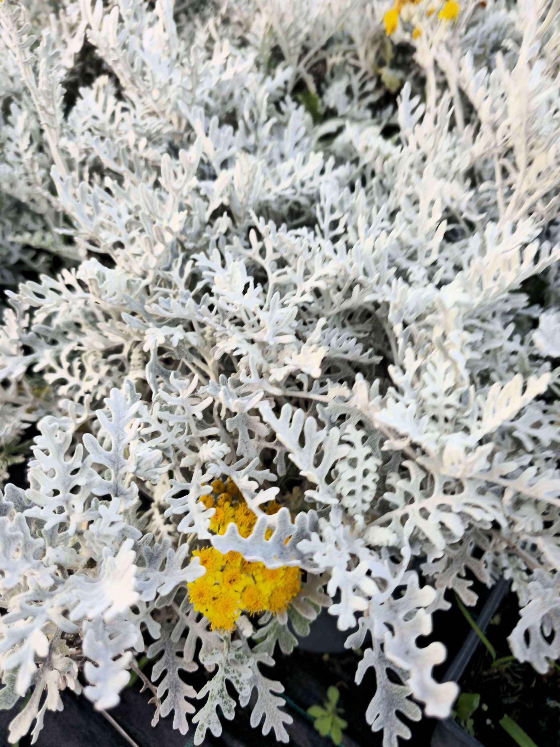 Cineraria Maritima 'Silver Dust'