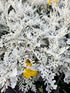 Cineraria Maritima 'Silver Dust'