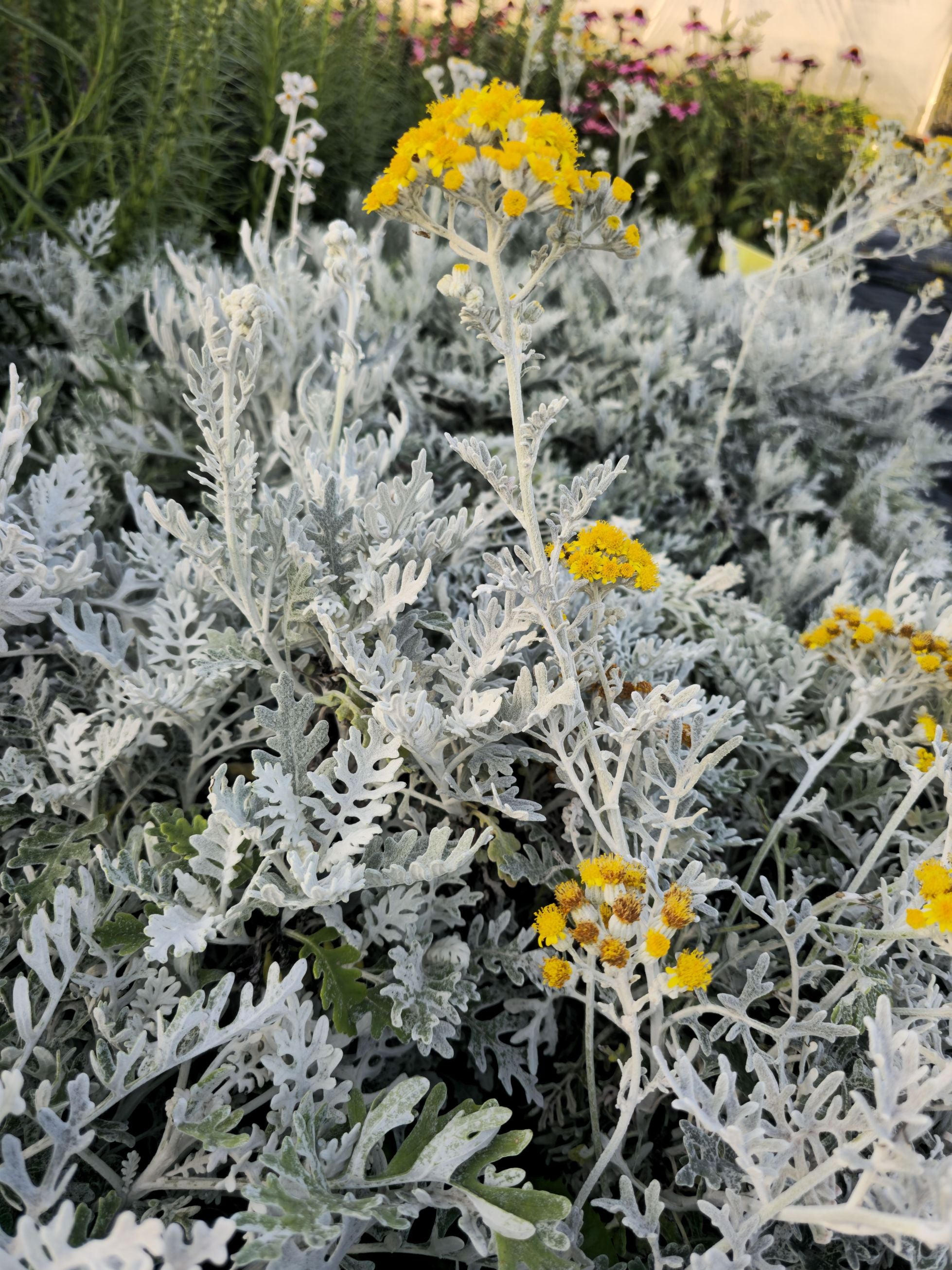 Cineraria Maritima 'Silver Dust'