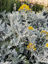 Cineraria Maritima 'Silver Dust'