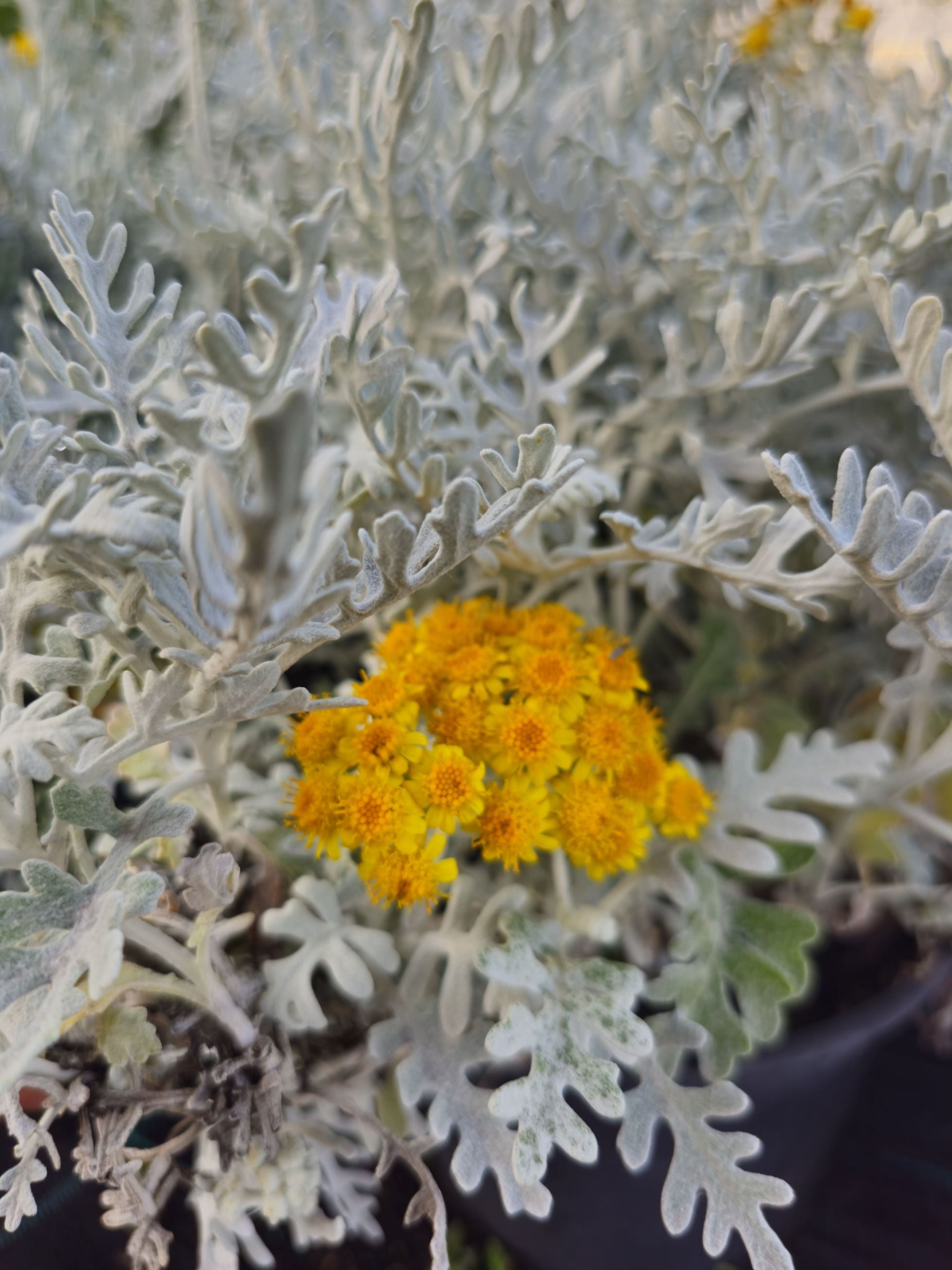 Cineraria Maritima 'Silver Dust'
