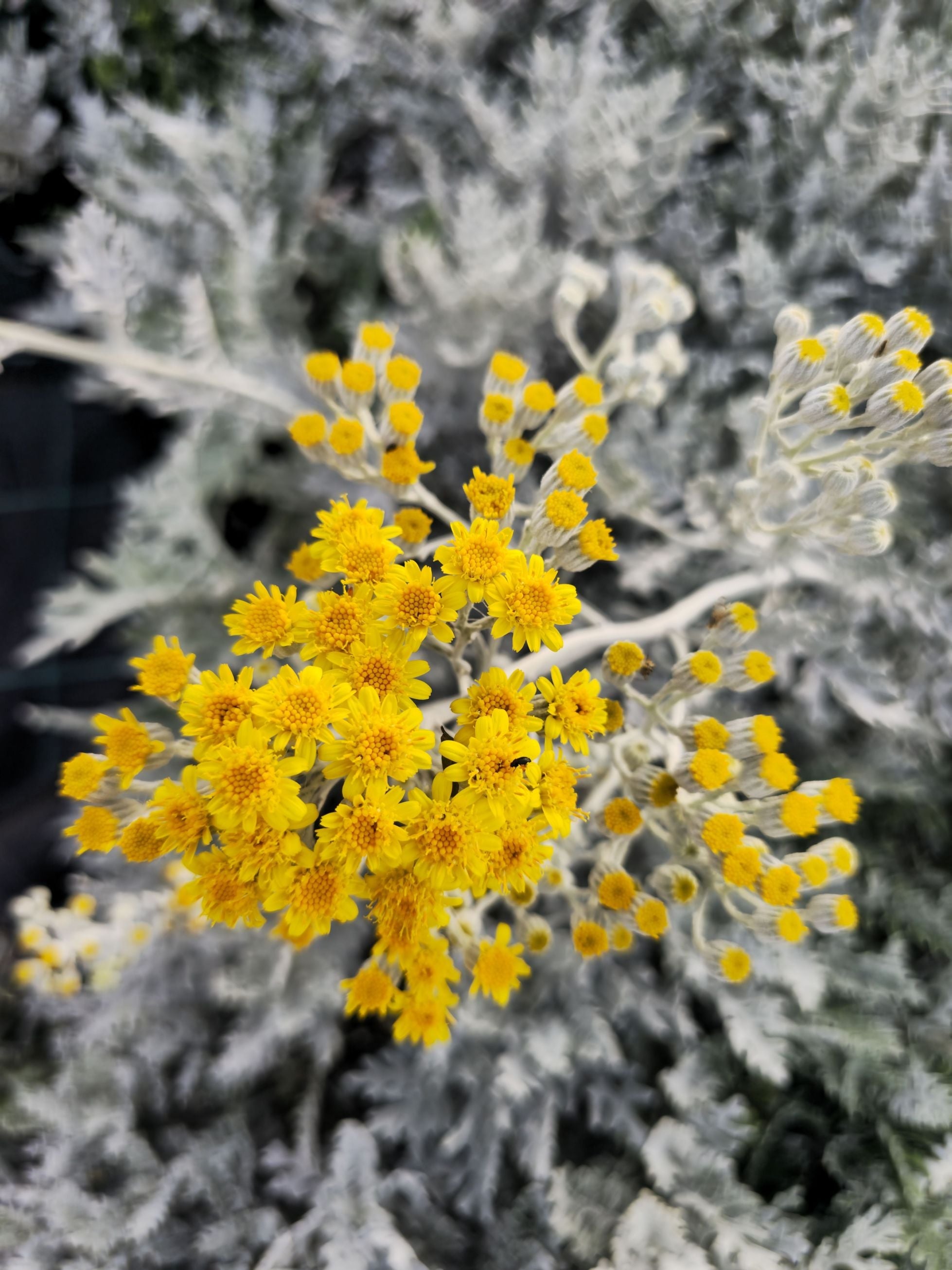 Cineraria – Cineraria maritima Silver Dust