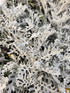 Cineraria Maritima 'Silver Dust'