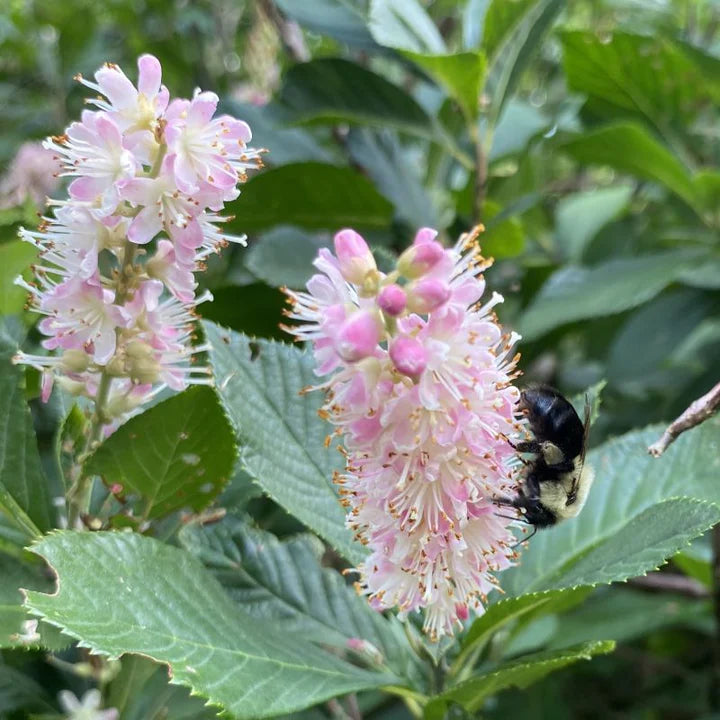 Dulceata de vară - Clethra alnifolia 'Pink Spire'