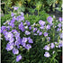 Clopoței - Campanula Persicifolia Caerulea