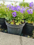 Clopoțelul Carpatic - Campanula Carpatica Carillon Blue