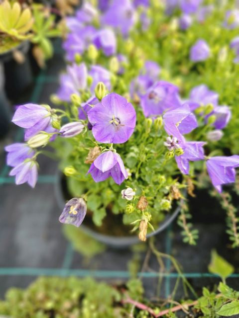Clopoțelul Carpatic - Campanula Carpatica Carillon Blue