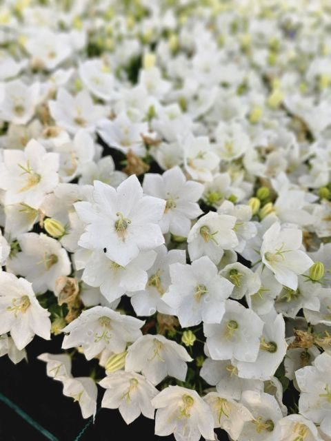 Clopoțelul Carpatic - Campanula Carpatica Carillon White