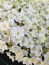 Clopoțelul Carpatic - Campanula Carpatica Carillon White