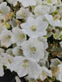 Clopoțelul Carpatic - Campanula Carpatica Carillon White