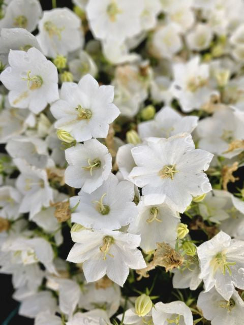 Clopoțelul Carpatic - Campanula Carpatica Carillon White