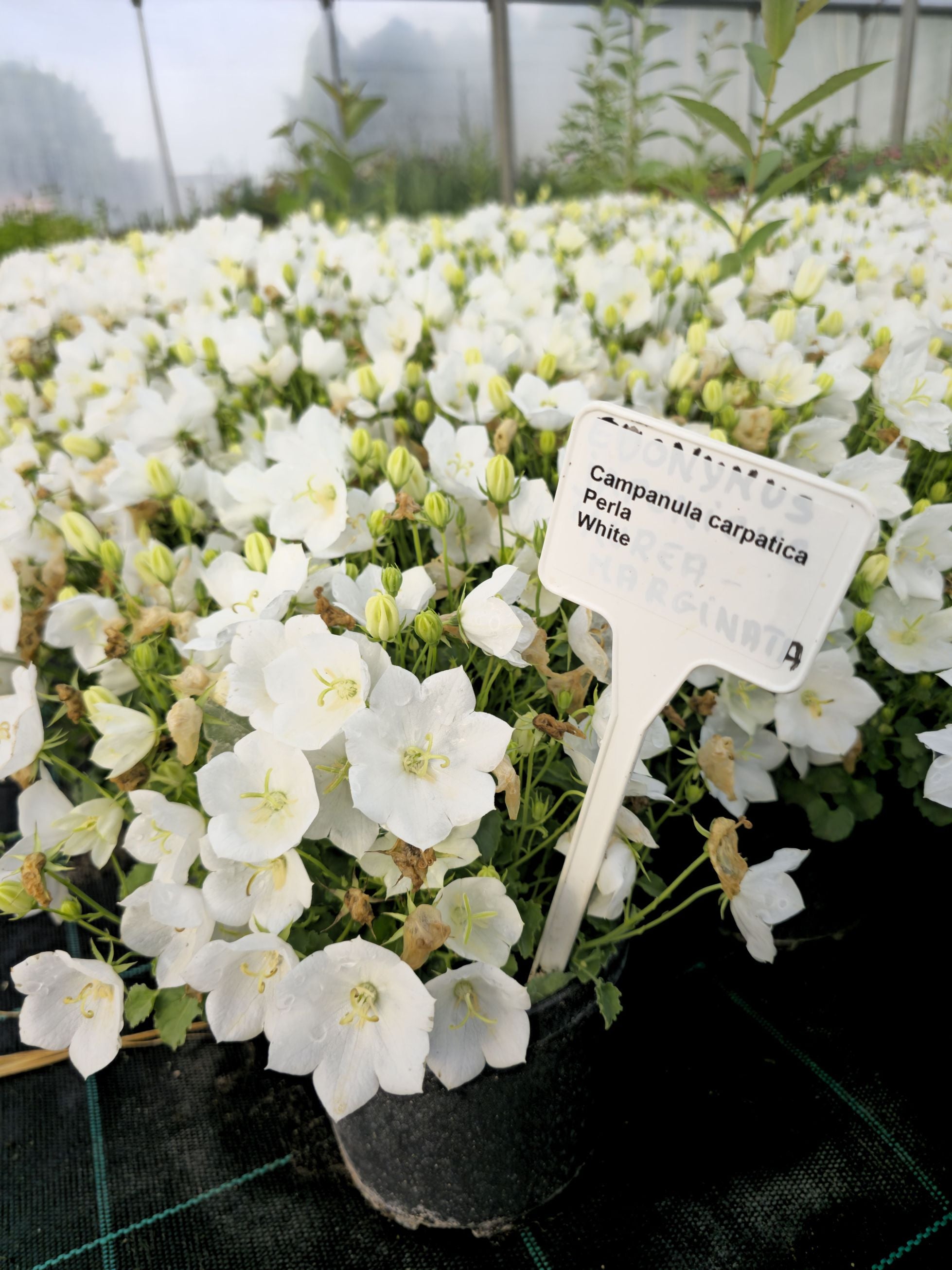 Clopoțelul Carpatic - Campanula Carpatica Carillon White