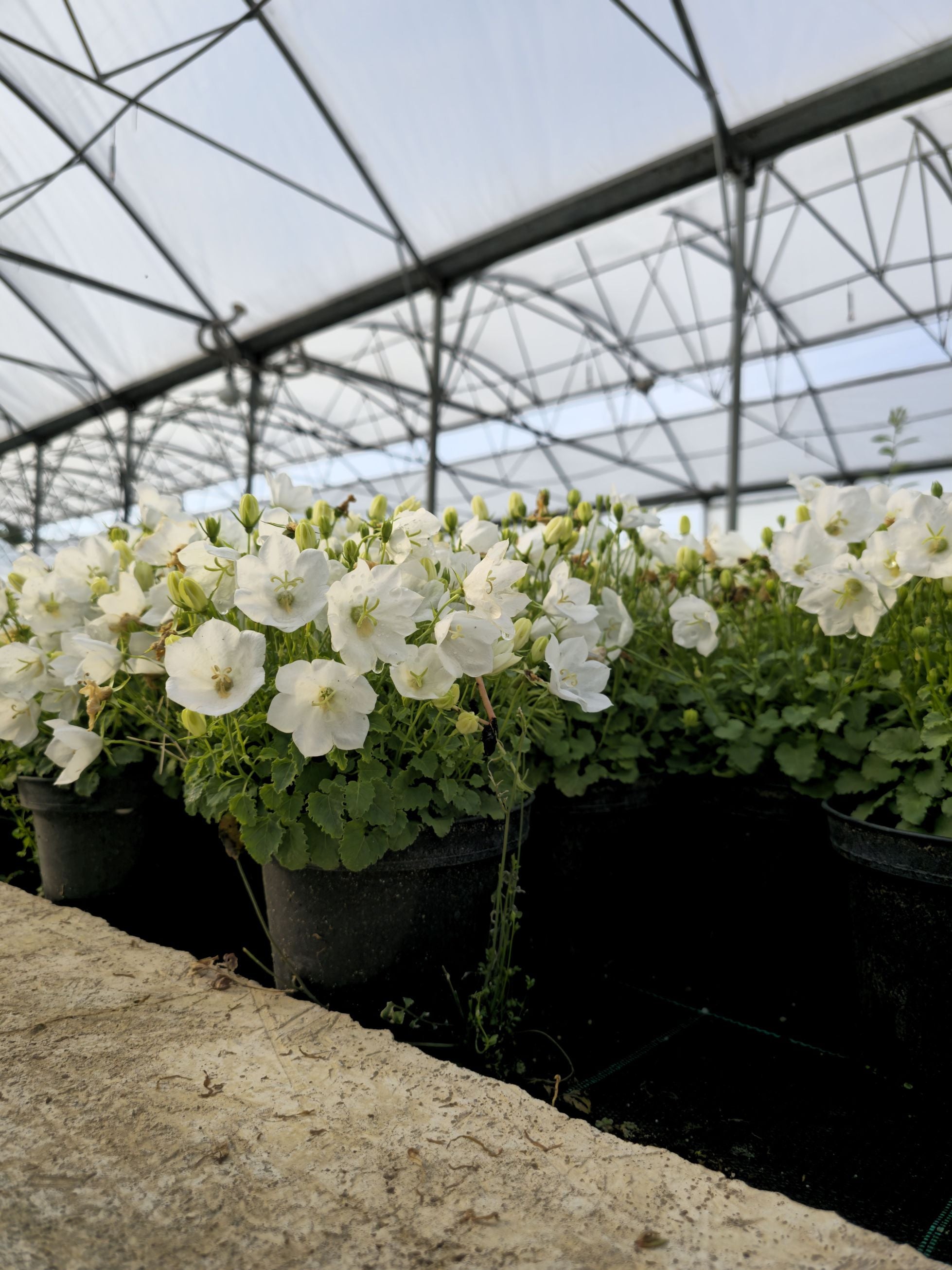 Clopoțelul Carpatic - Campanula Carpatica Carillon White