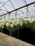 Clopoțelul Carpatic - Campanula Carpatica Carillon White