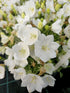Clopoțelul Carpatic - Campanula Carpatica Carillon White
