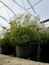 Clopoțelul Carpatic - Campanula Carpatica Carillon White