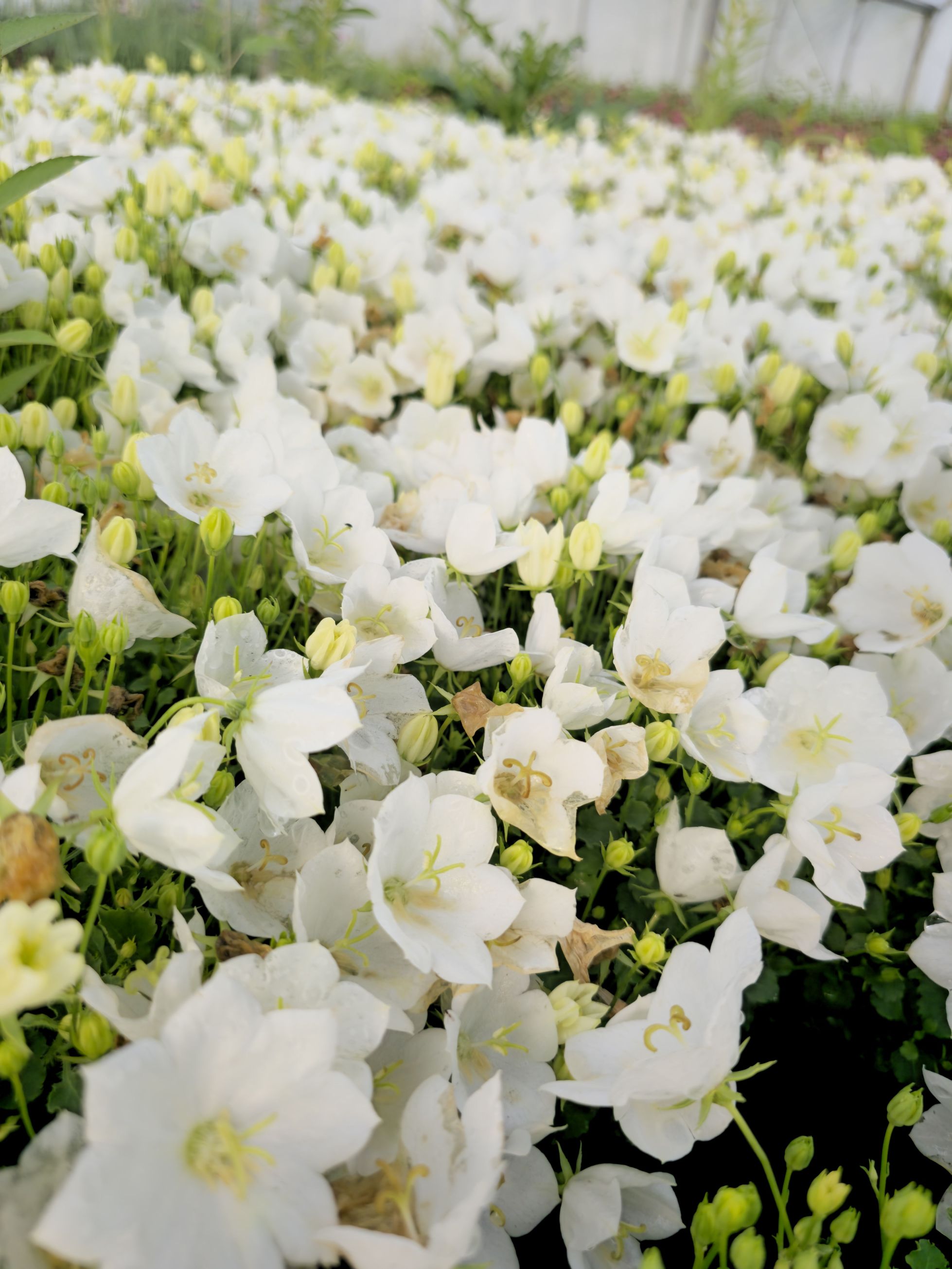 Clopoțelul Carpatic - Campanula Carpatica Carillon White