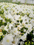 Clopoțelul Carpatic - Campanula Carpatica Carillon White