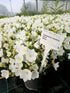 Clopoțelul Carpatic - Campanula Carpatica Carillon White