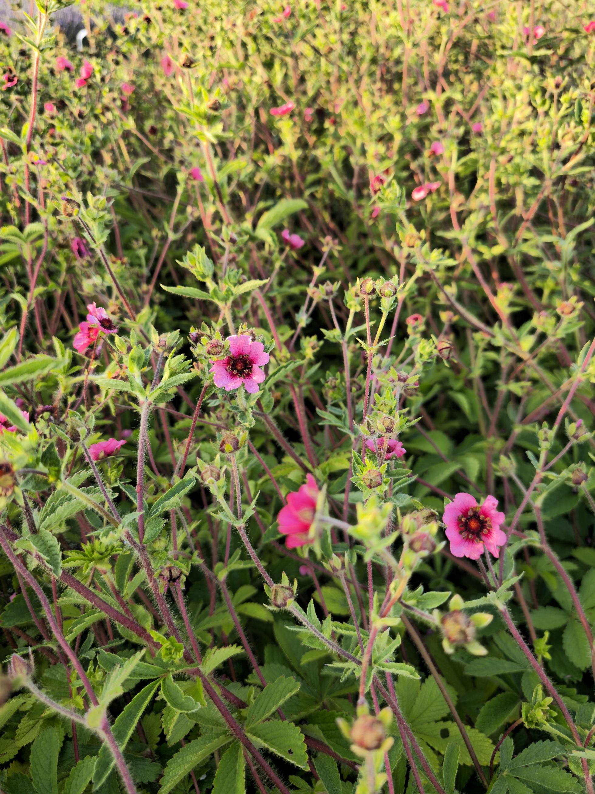 Coada Racului Târâtor - Potentilla Nepalensis