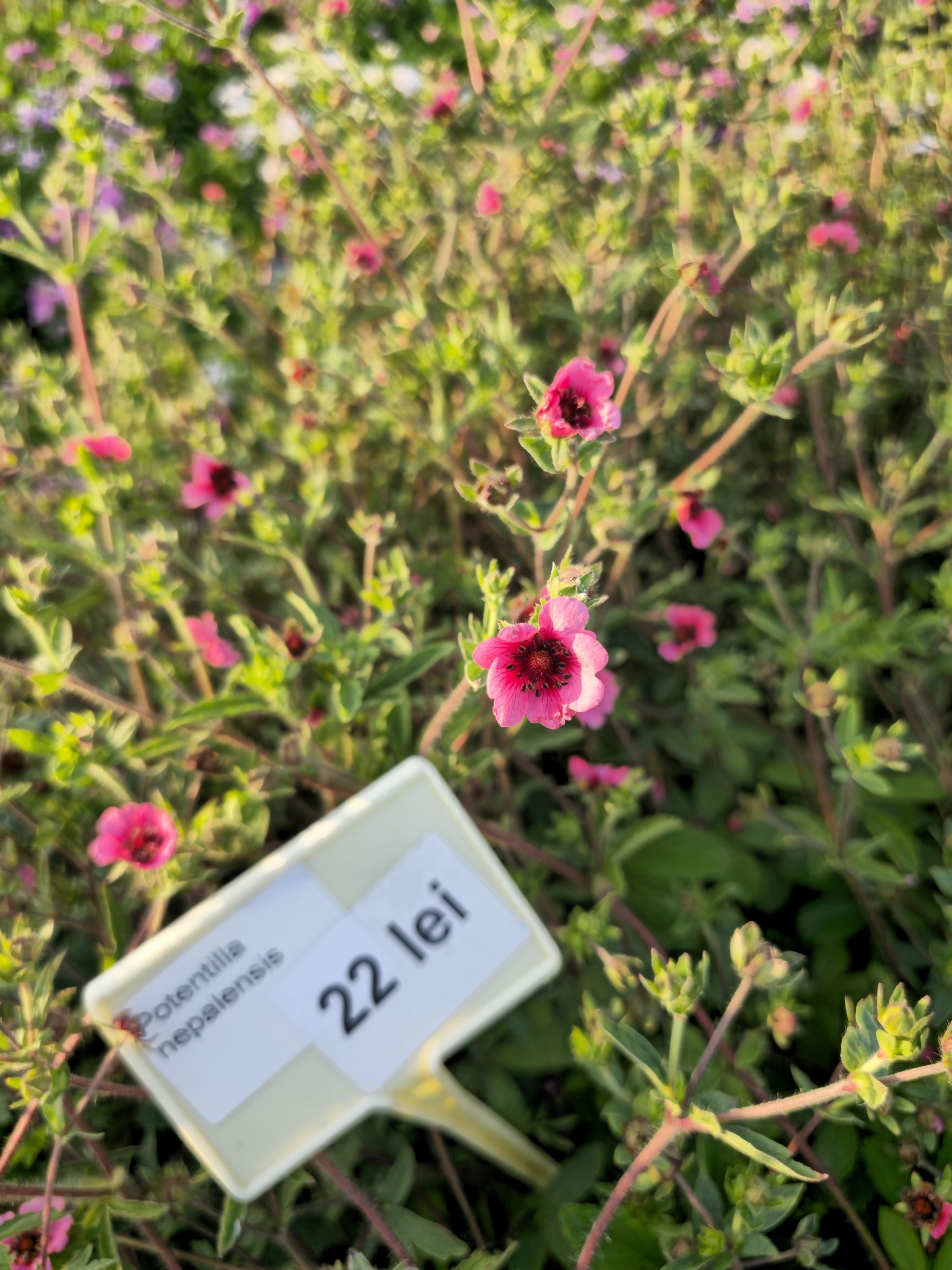 Coada Racului Târâtor - Potentilla Nepalensis
