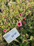 Coada Racului Târâtor - Potentilla Nepalensis